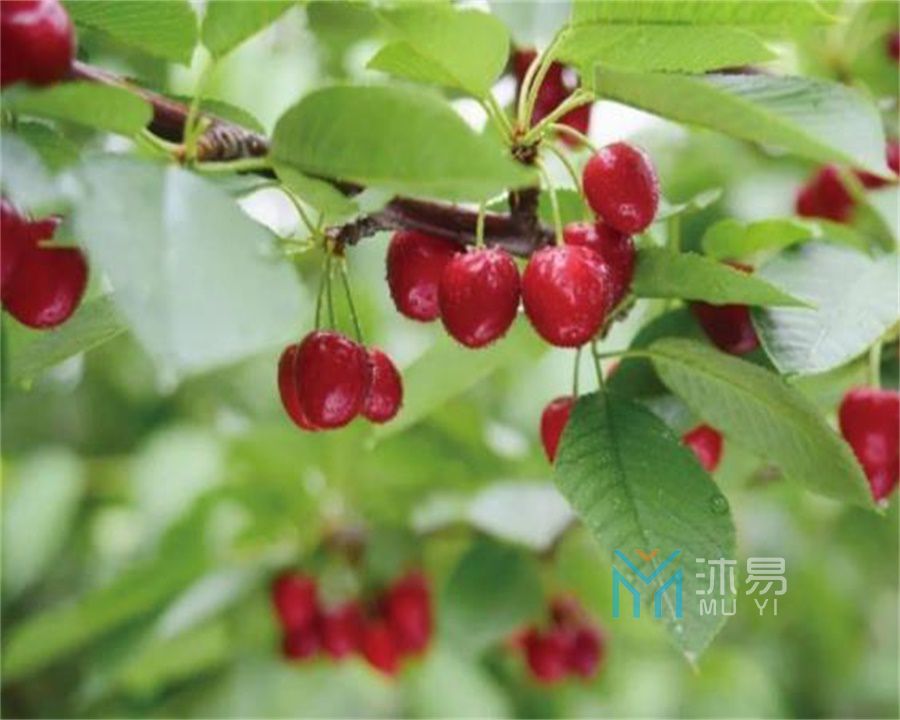 望谟县惠黔东西部协作共建精品果业产业园规划(图1)