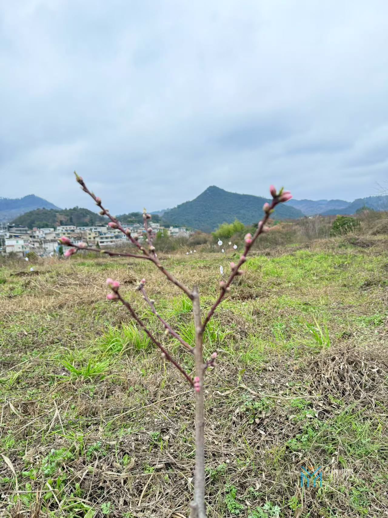 贵州两山投资公司2025植树节活动(图4)