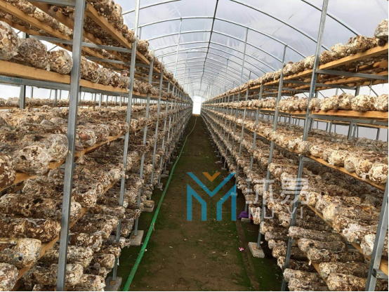 望谟县5000万食用菌种植大棚设计项目(图2)